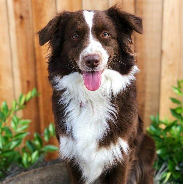 Гигиена - Бордер-колли