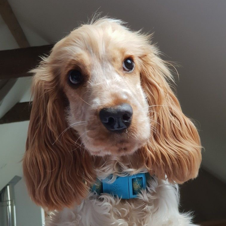 Кокер-спаниель английский под машинку