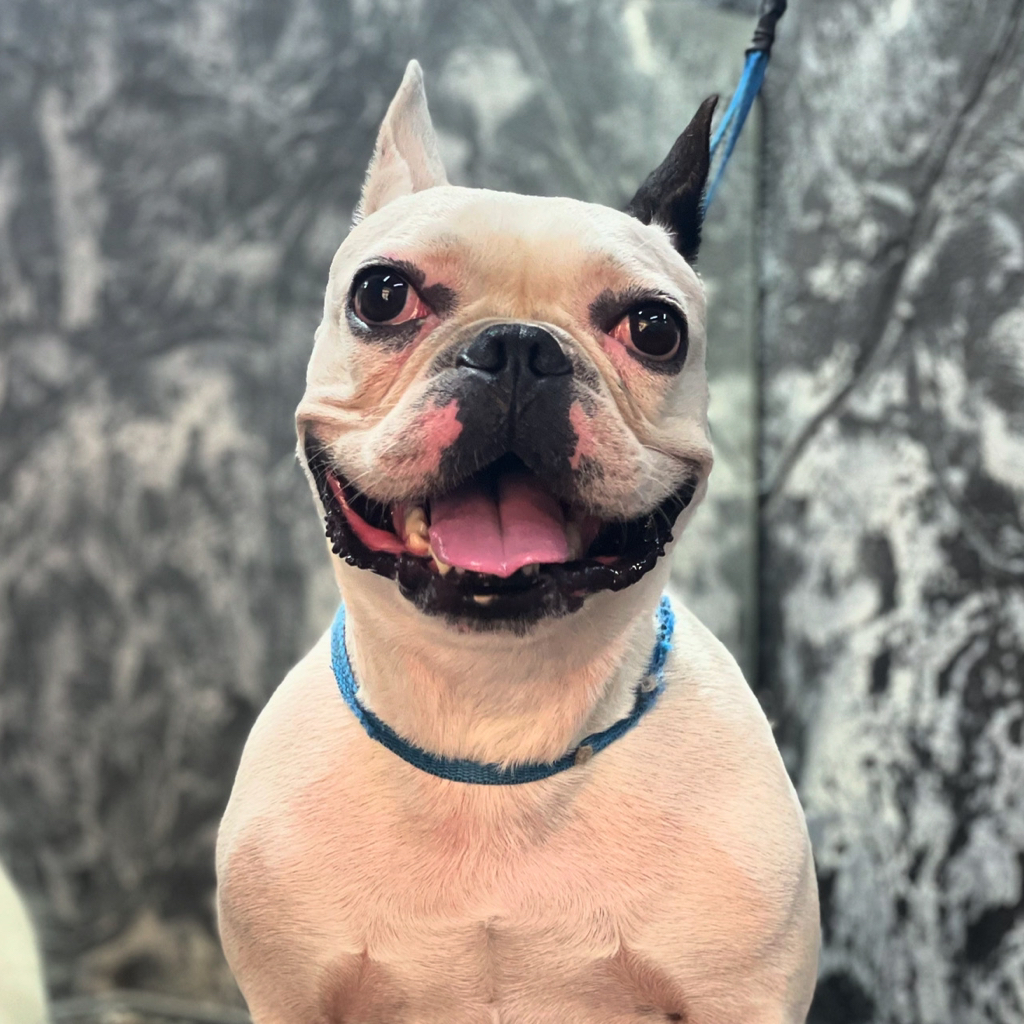 Бульдог Французский