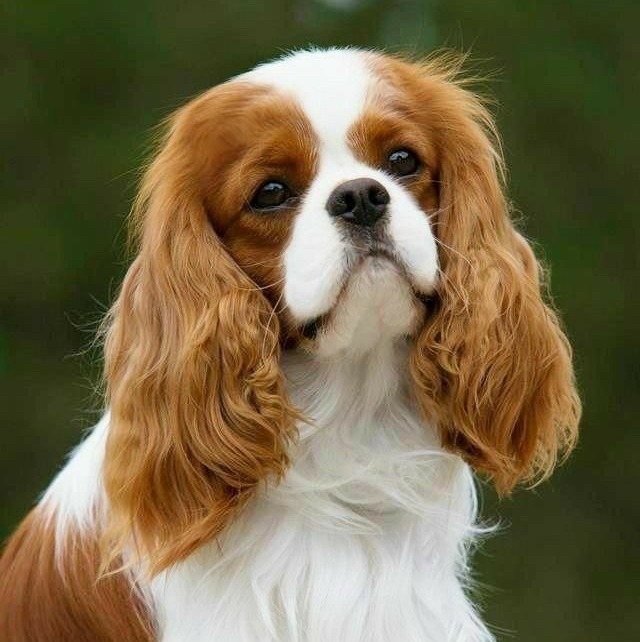 Кавалер-кинг-чарльз-спаниель