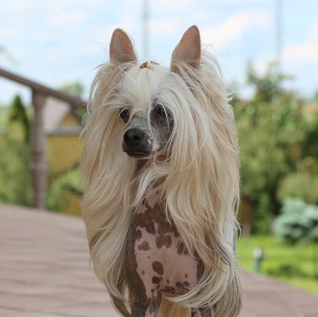 Гигиена - Китайская хохлатая