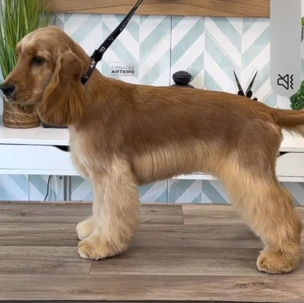 Кокер-спаниель английский модельная