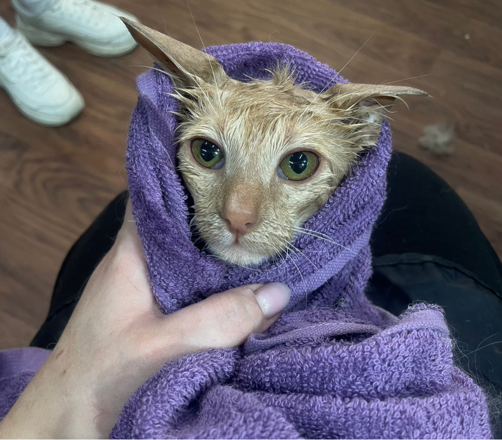 мытьё кошки