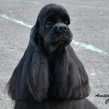 Гигиена - Кокер-спаниель американский