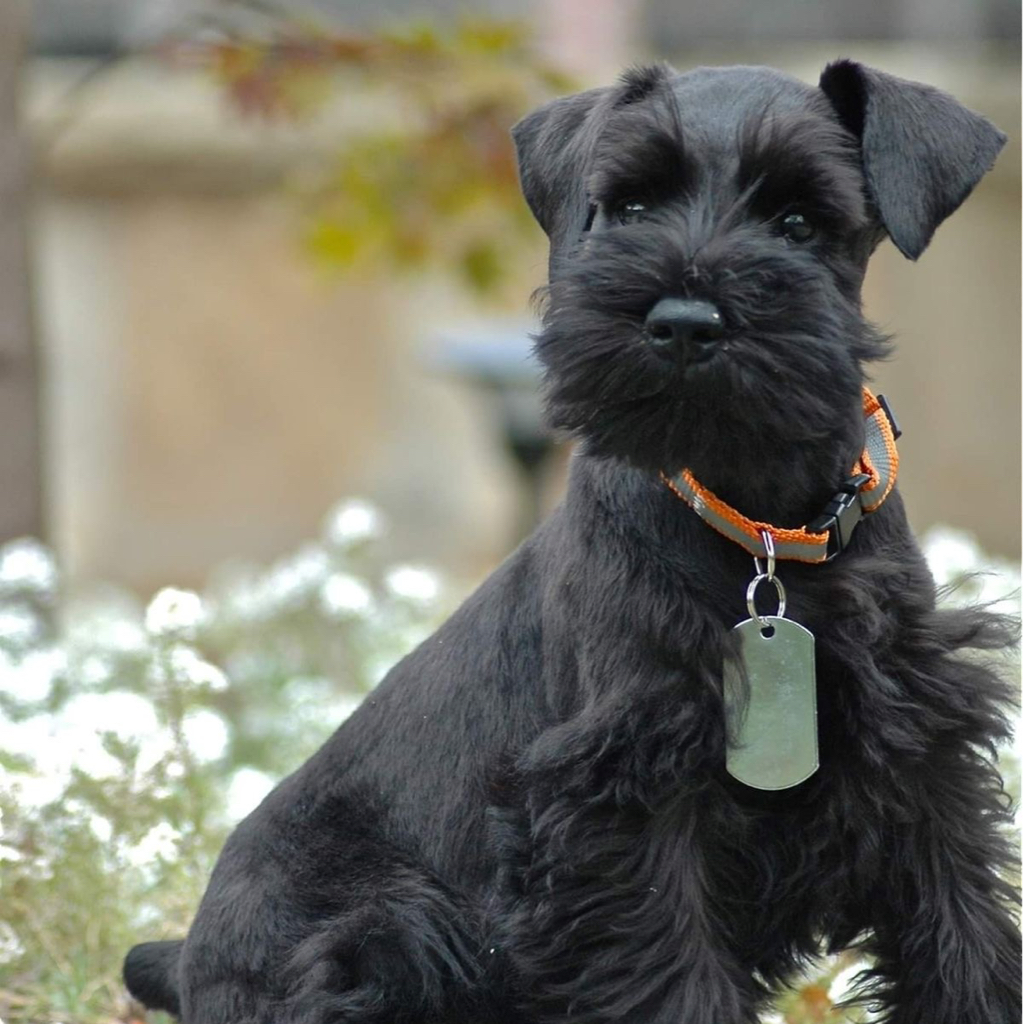 Гигиена - Цвергшнауцер