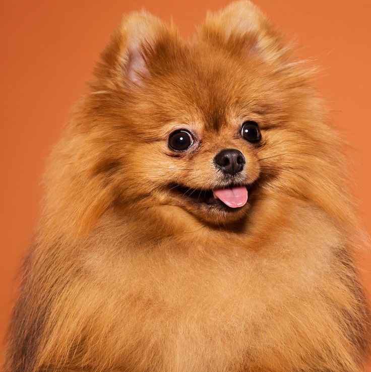 Шпиц немецкий