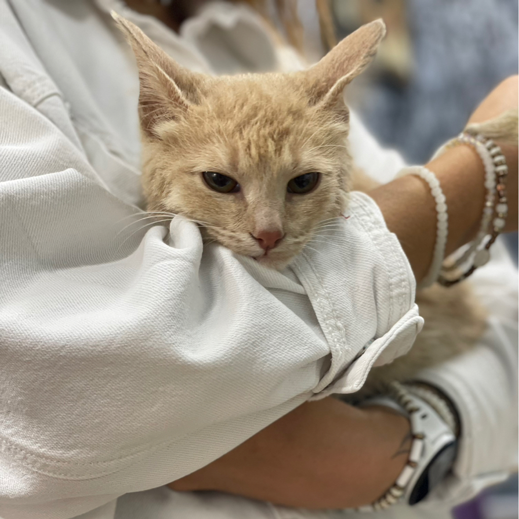 Комплексный груминг котенка