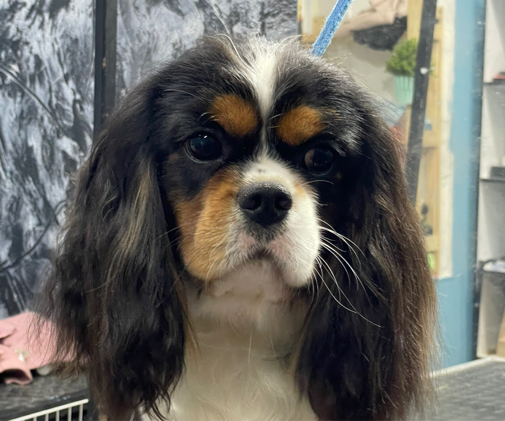 Экспресс линька - Кавалер-кинг-чарьз-спаниель