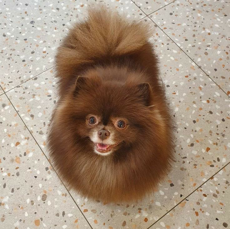 Шпиц свыше 5 кг