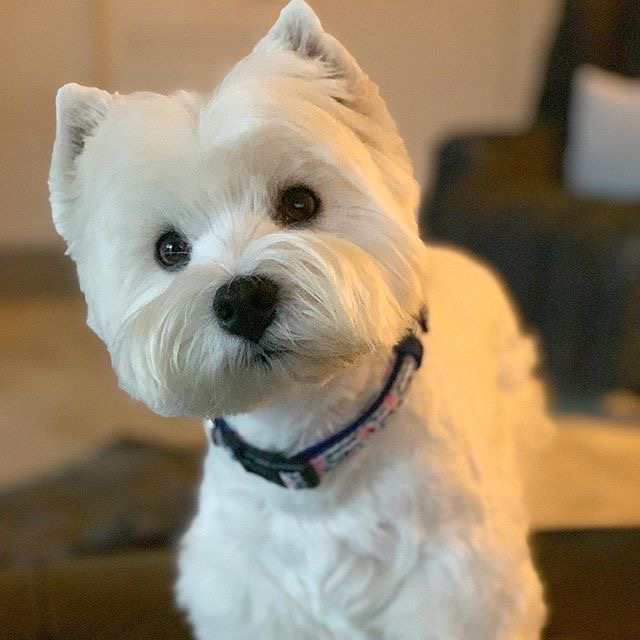 Вест-хайленд-уайт-терьер