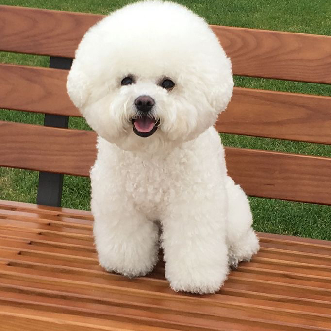 Гигиена бишон