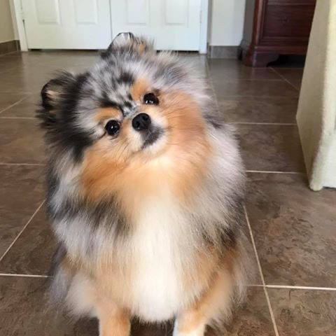 Гигиена - Шпиц