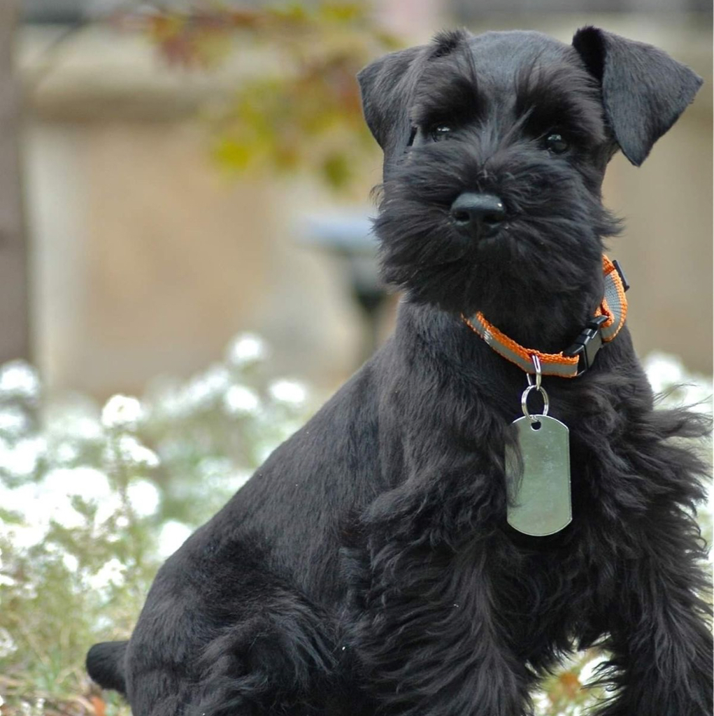 Цвергшнауцер тримминг