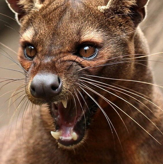 Агрессия животных