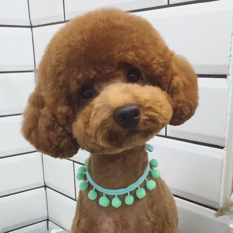 Комплексный груминг кавапу