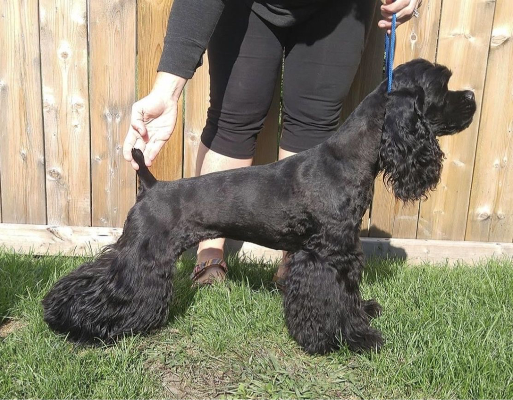 Кокер-спаниель американский под машинку