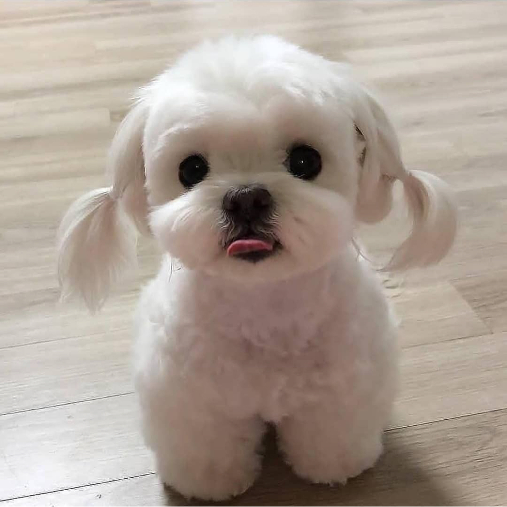 Мальтийская болонка