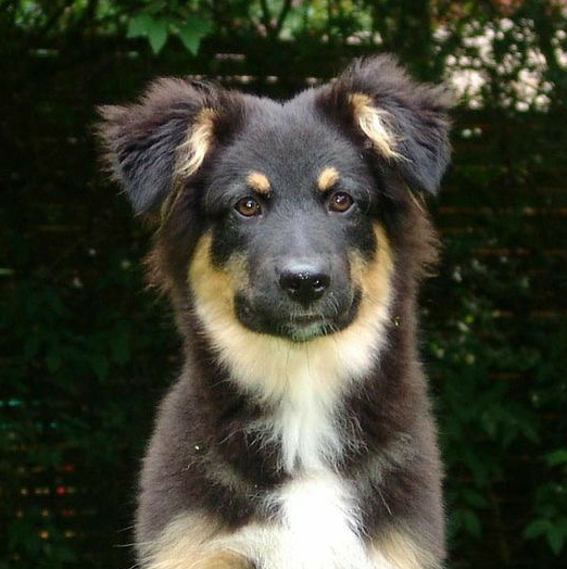 Метис до 10кг