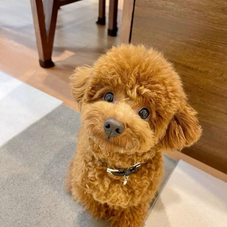 Гигиена - Мальтипу