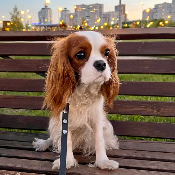 Гигиена - Кавалер-кинг-чарльз-спаниель