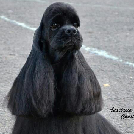 Кокер-спаниель американский модельная