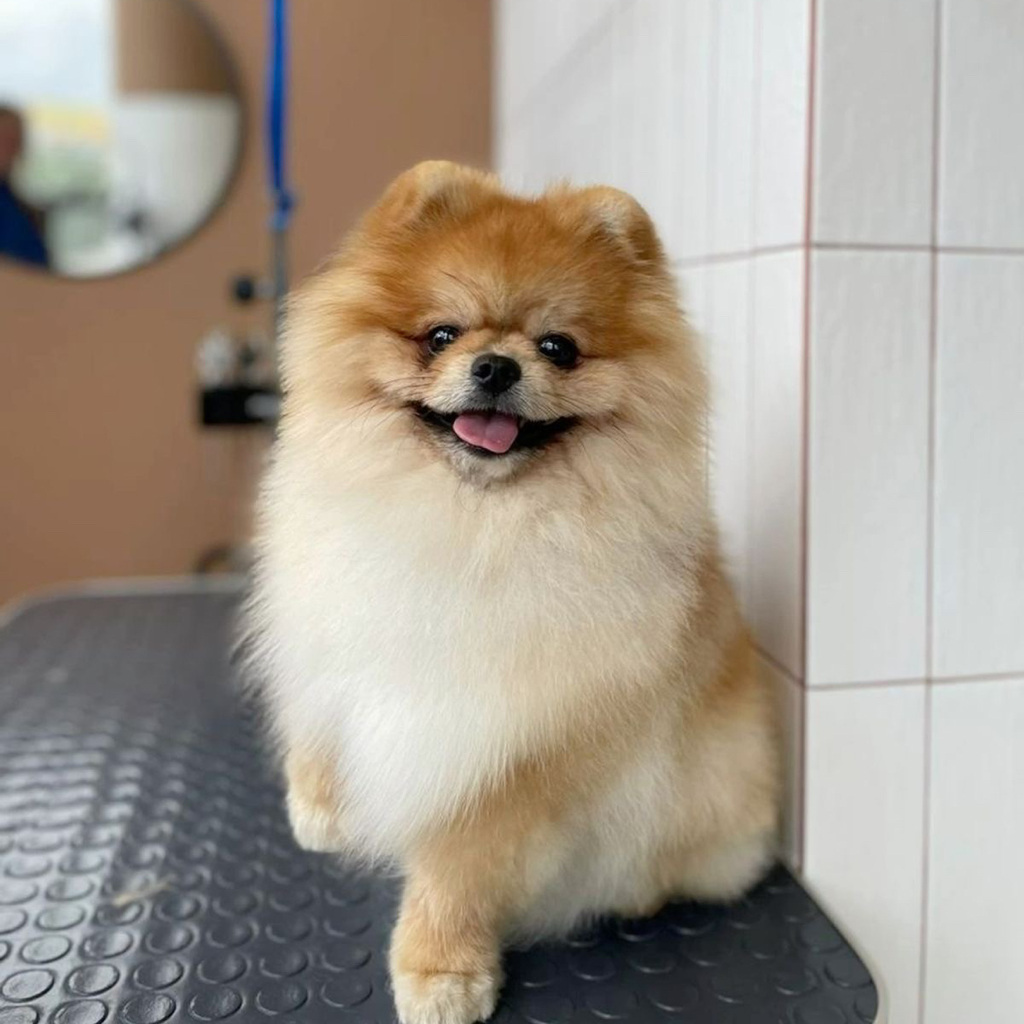 Комплексный груминг + линька шпиц