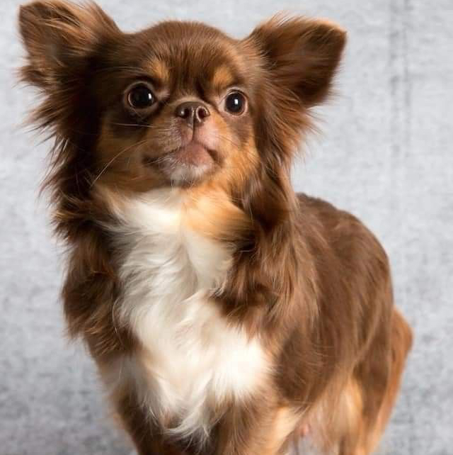 Гигиена - Чихуахуа