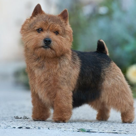 Норфолк терьер с триммингом