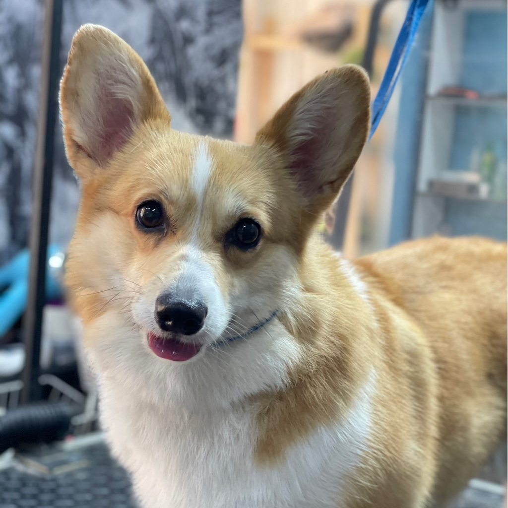 Корги экспресс-линька  и комплекс вместе