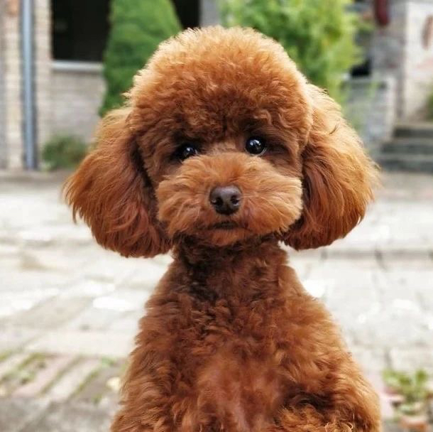 Пудель малый (от 35 до 45 см.)