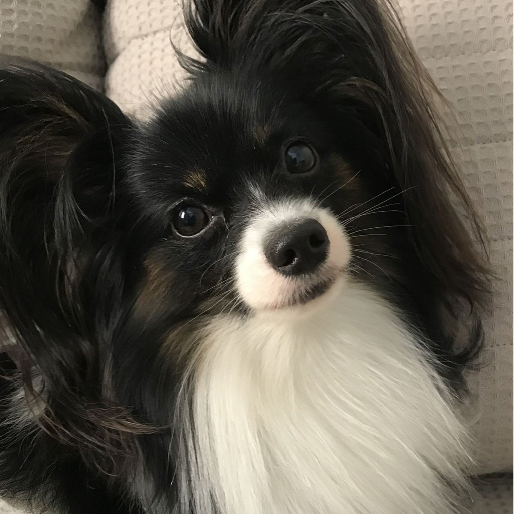 Папильон комплексный груминг