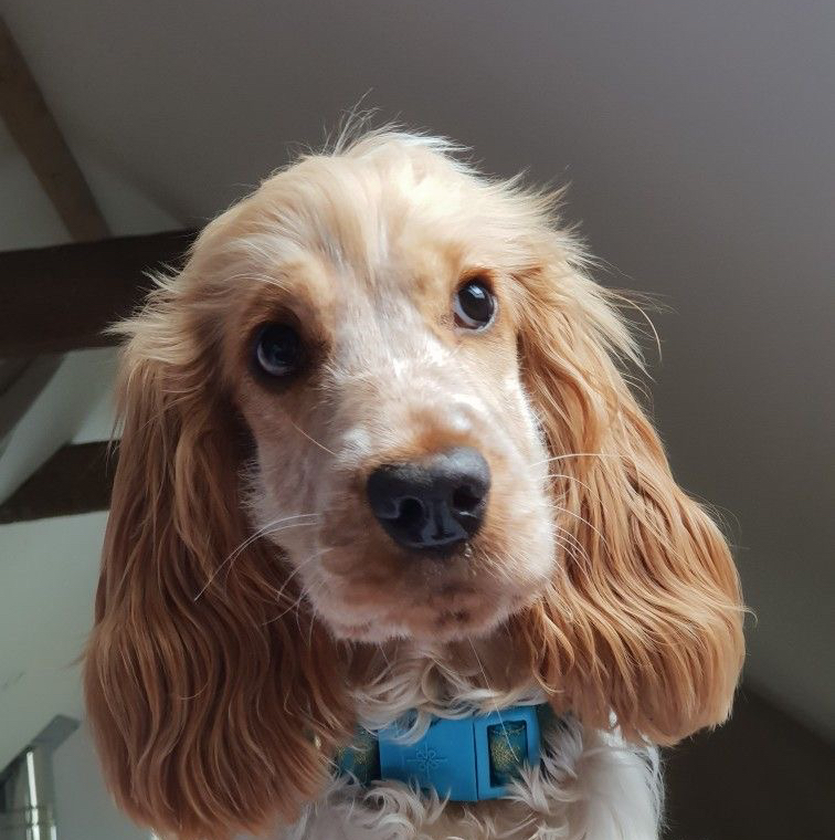 Гигиена - Кокер-спаниель английский