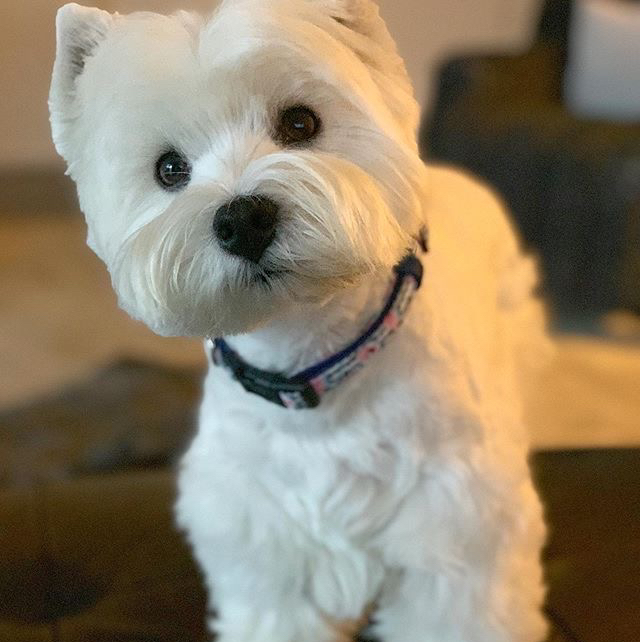 Вест-хайленд-уайт-терьер