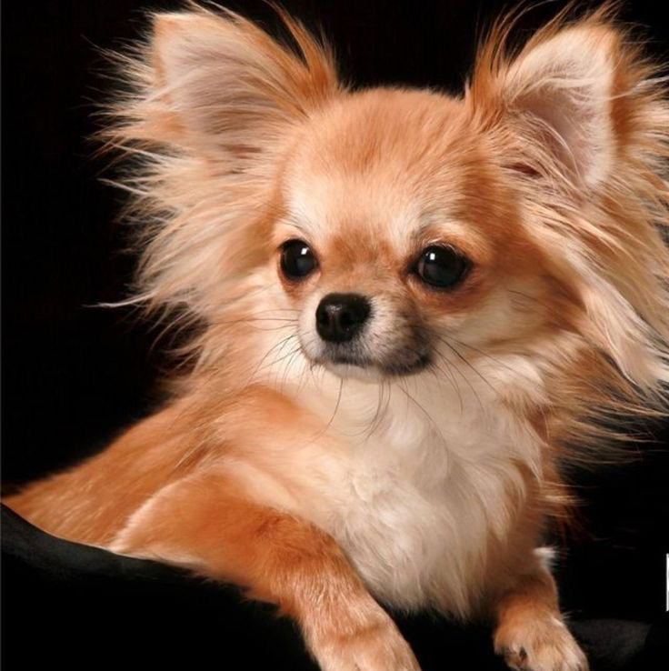 Бритье под машинку чихуахуа