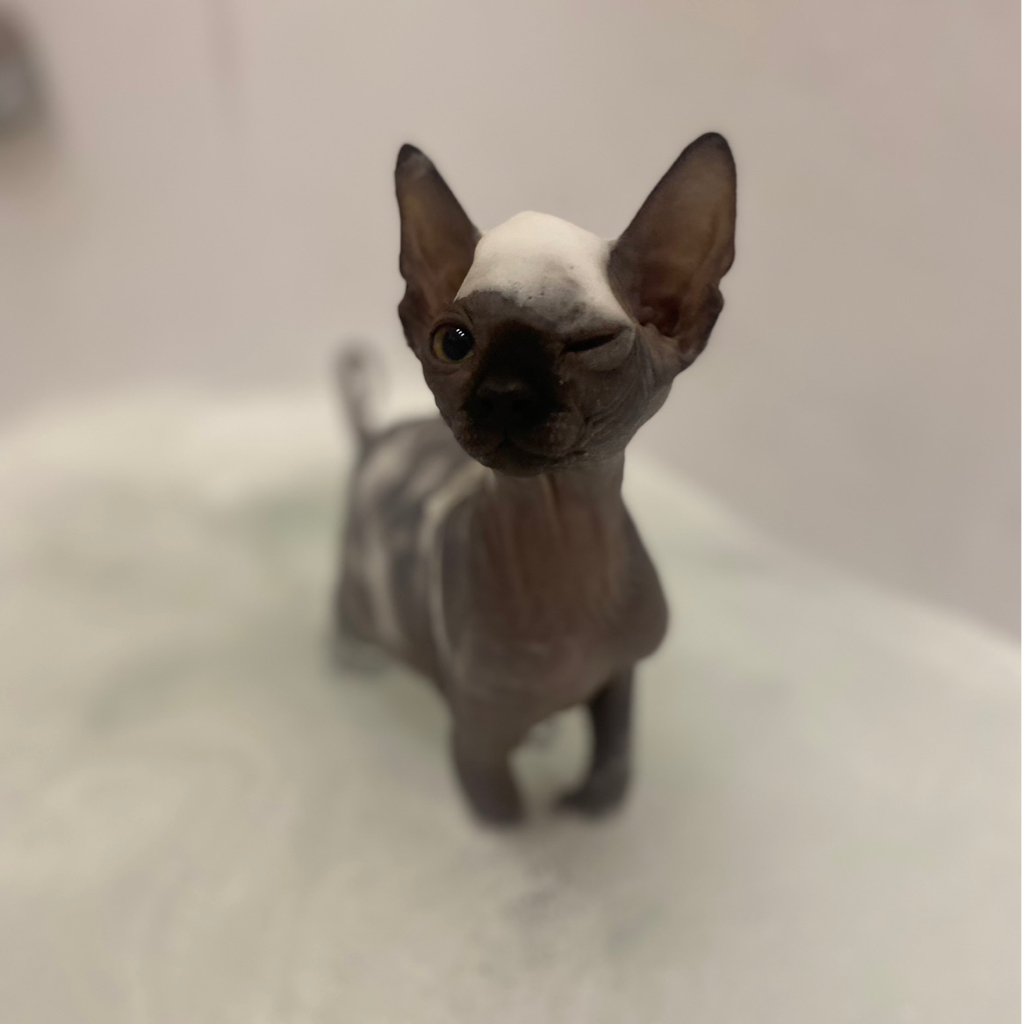 Мытье кошки