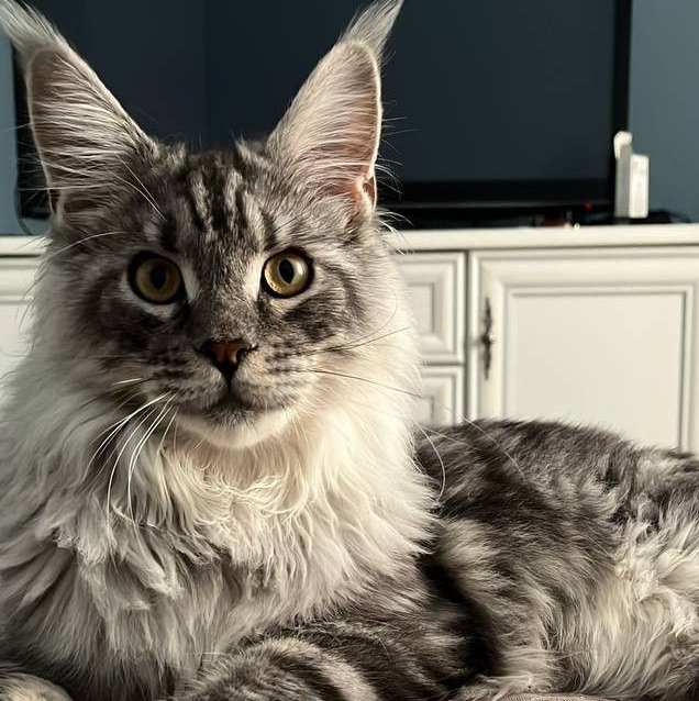 экспресс-линка мейнкуна без мытья