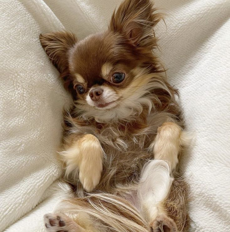 Экспресс линька - Чихуахуа