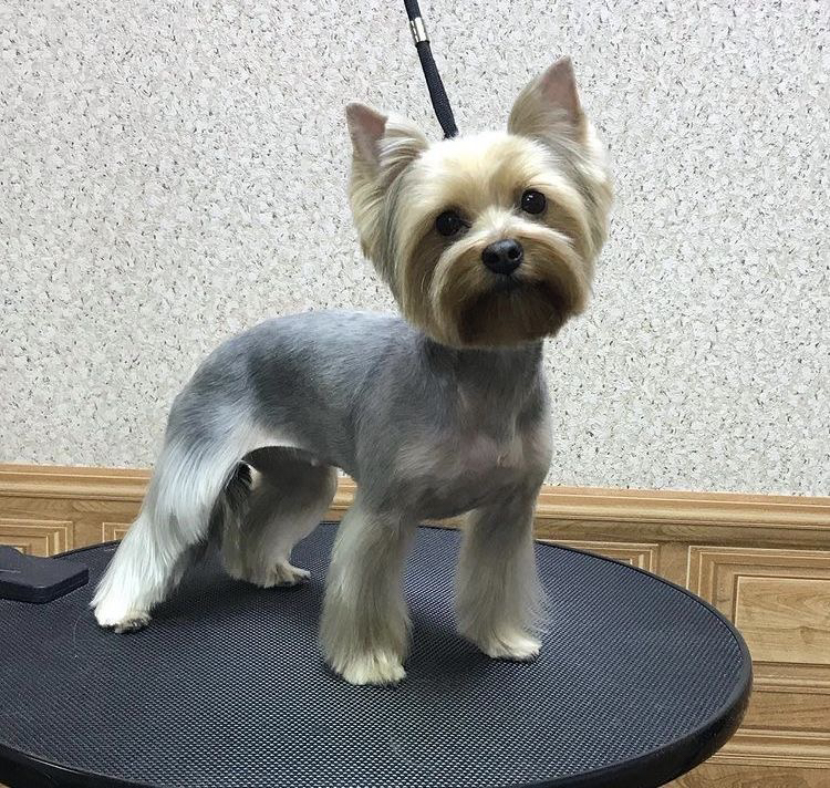 Йоркширский терьер 5 кг