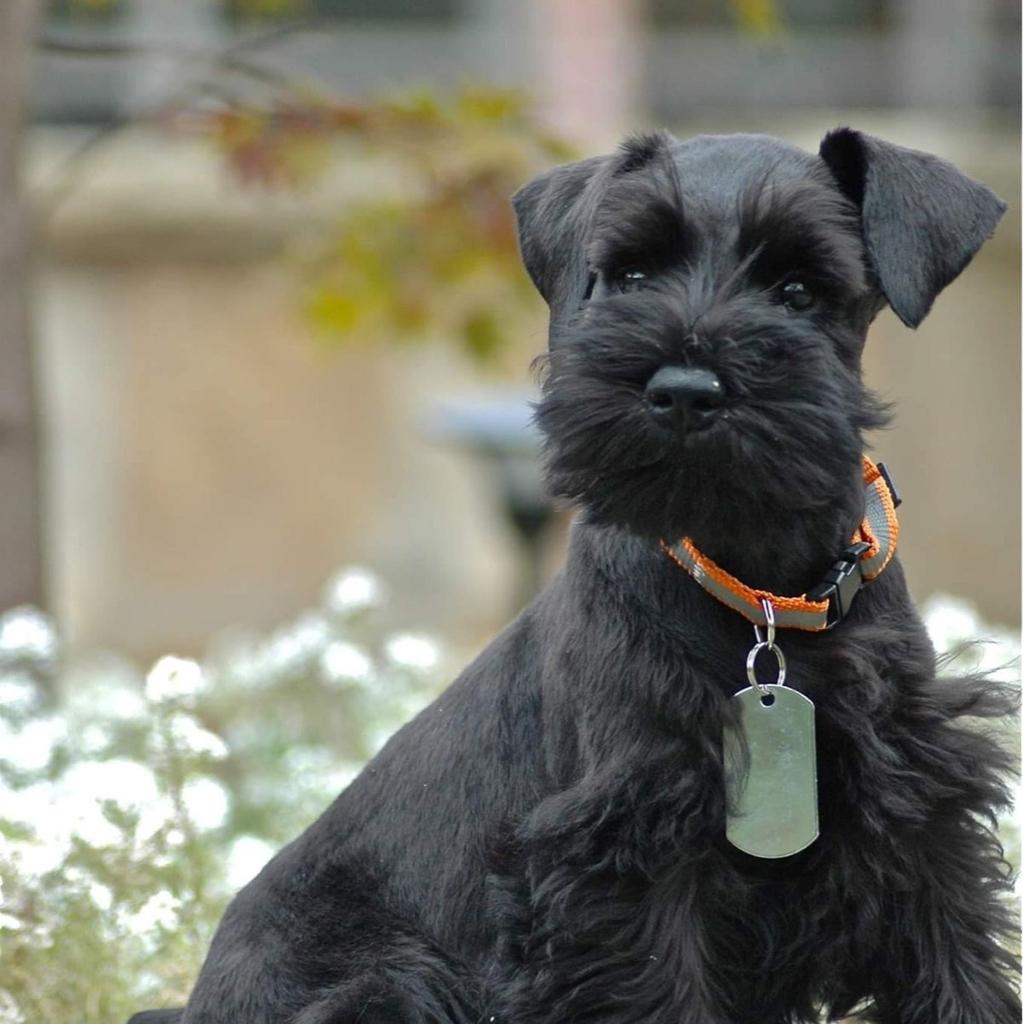 Цвергшнауцер модельная с бритьём