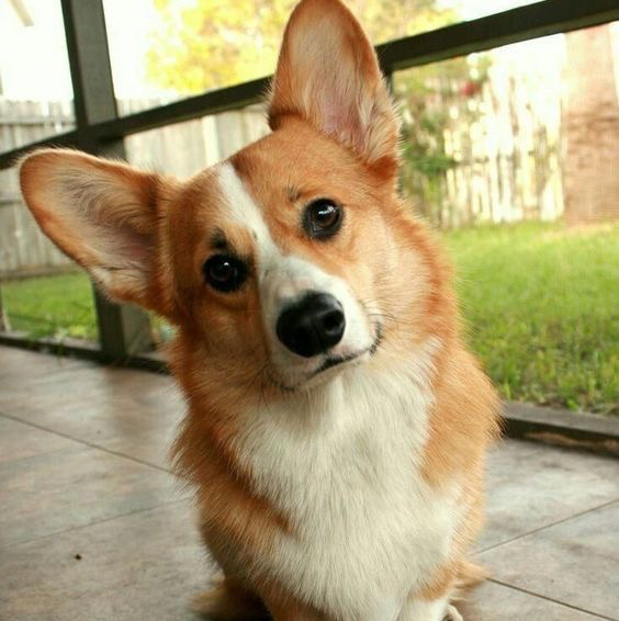 Гигиена - Вельш-корги