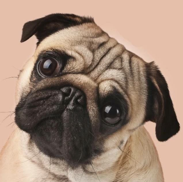 Экспресс-линька - Мопс