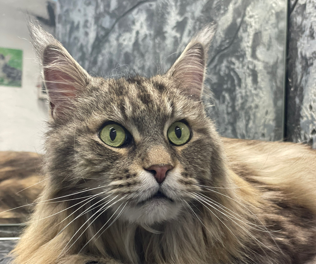 Мытьё Мейнкуна