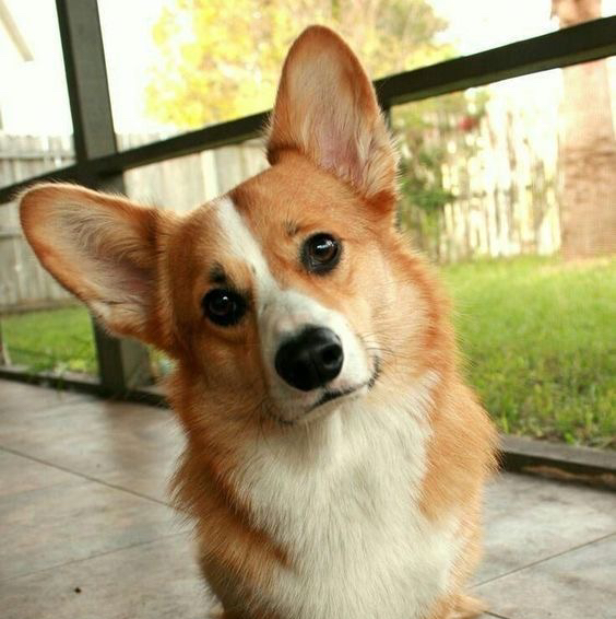 Вельш-корги пемброк