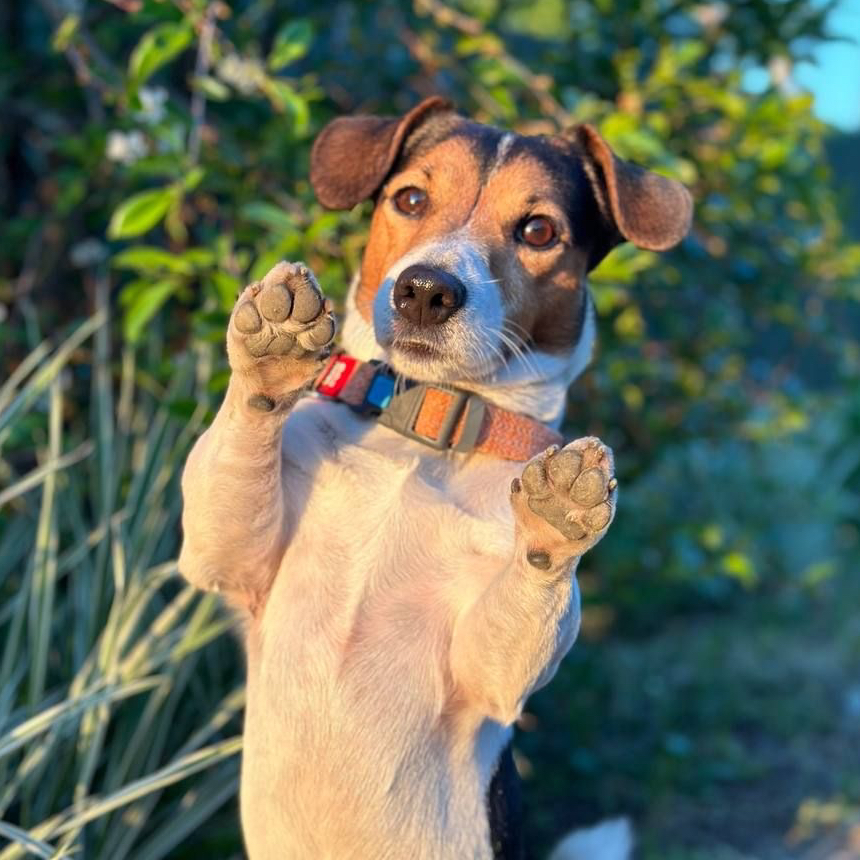 Экспресс линька - Джек Рассел