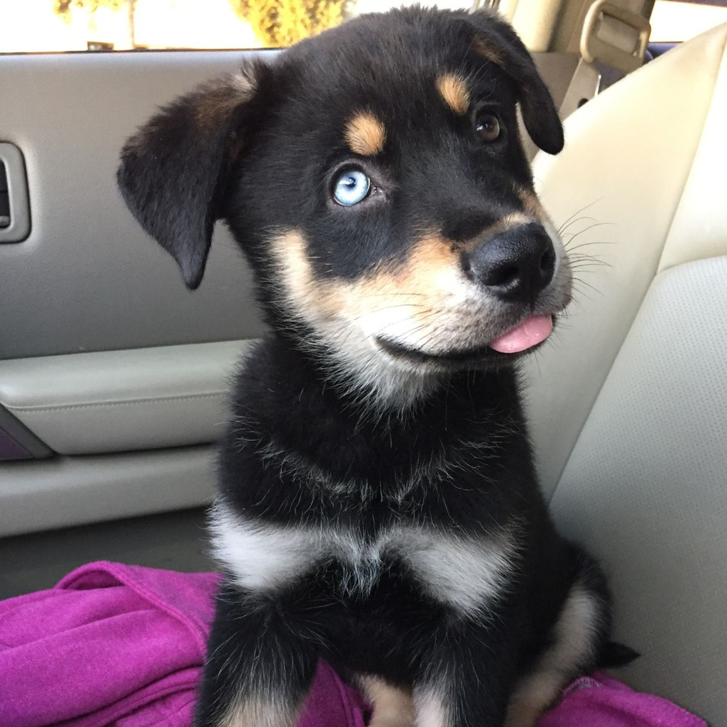 Метис до 5 кг