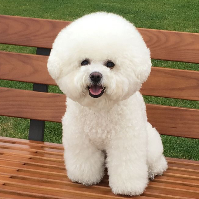 Комплексный груминг бишон