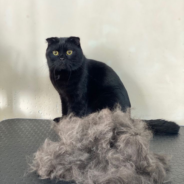 экспресс-линька кошки с мытьём