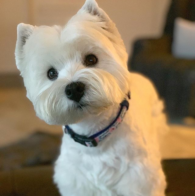 Гигиена - Вест-хайленд-уайт-терьер