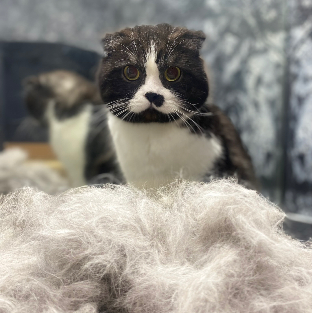 экспресс-линька кошки без мытья