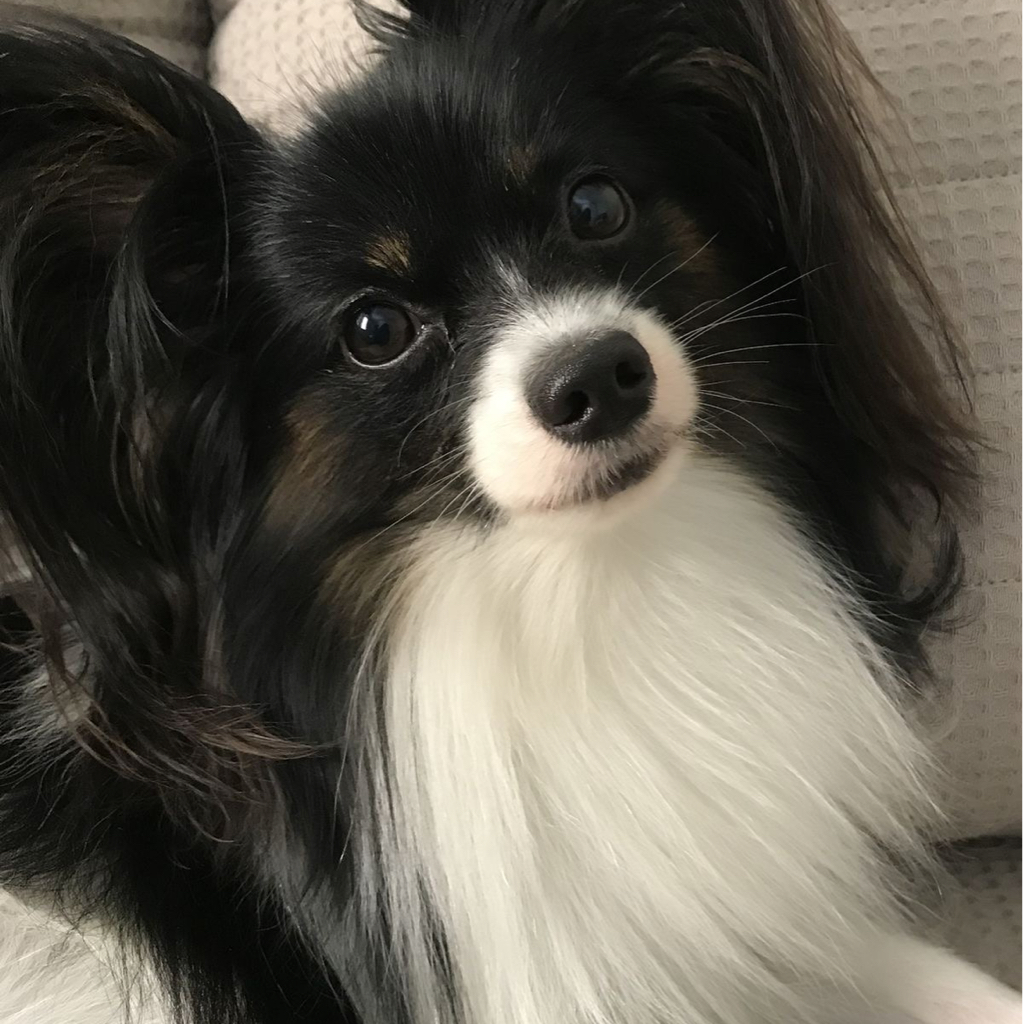 Гигиена - Папильон